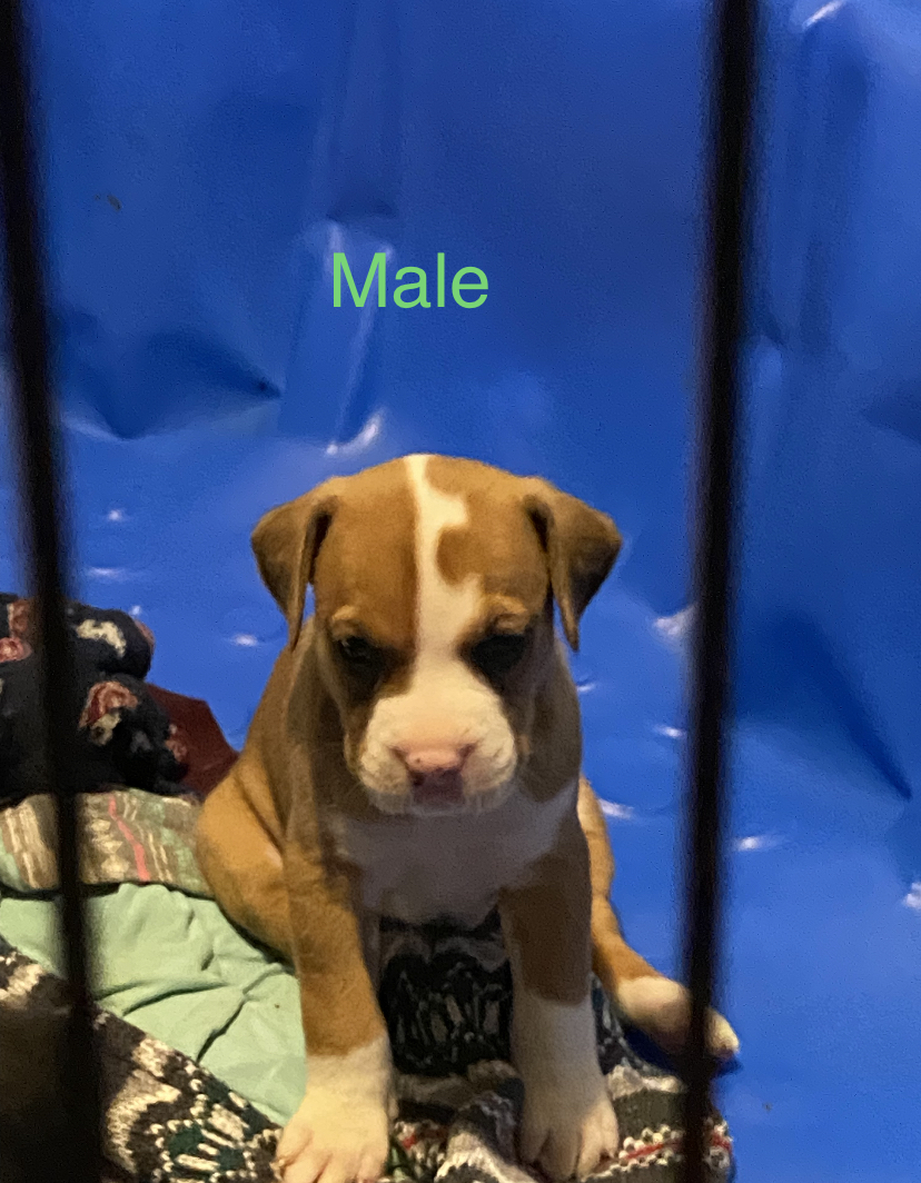 Boxer mixed 