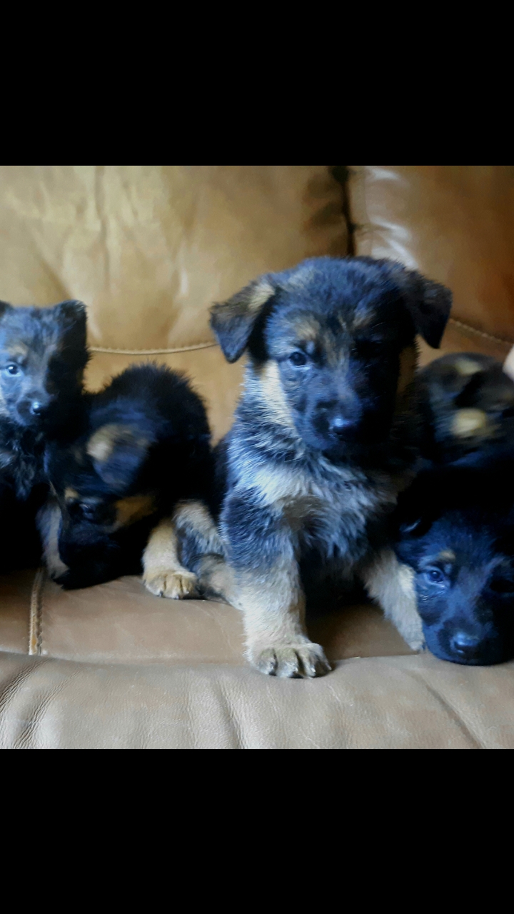 AKC German Shepherd Puppies - photo 2