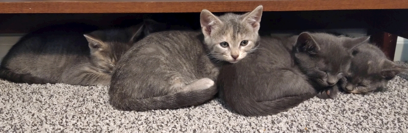 Free Kittens - nearly 10 weeks old - fun and playful - Just want good homes for them - Free - photo 2