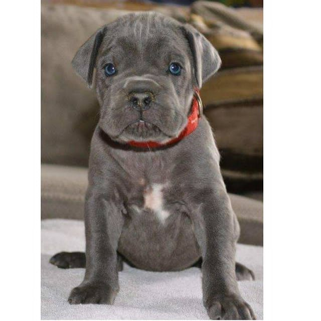 impeccable cane corso puppies for sale