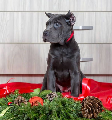 impeccable cane corso puppies for sale - photo 2