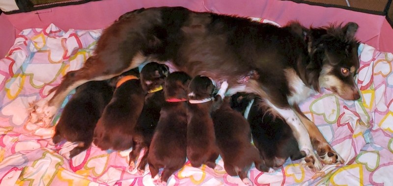 Mini Australian Shepherds