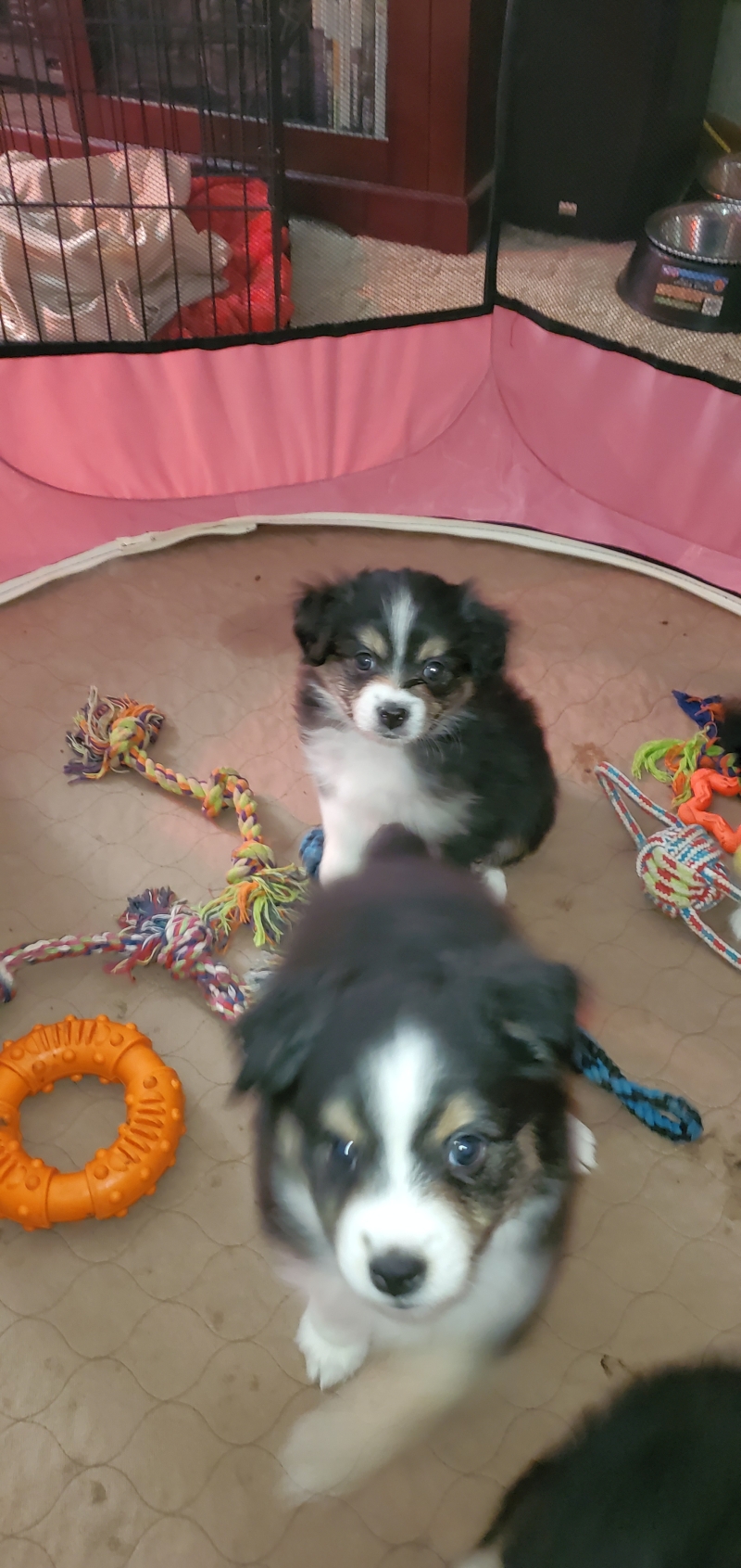 Mini Australian Shepherds - photo 2