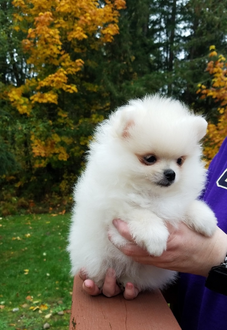  Beautiful Pomeranian puppies for good home