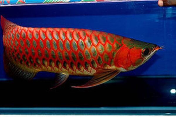 https://arowanasale.com/product/super-red-arowana/