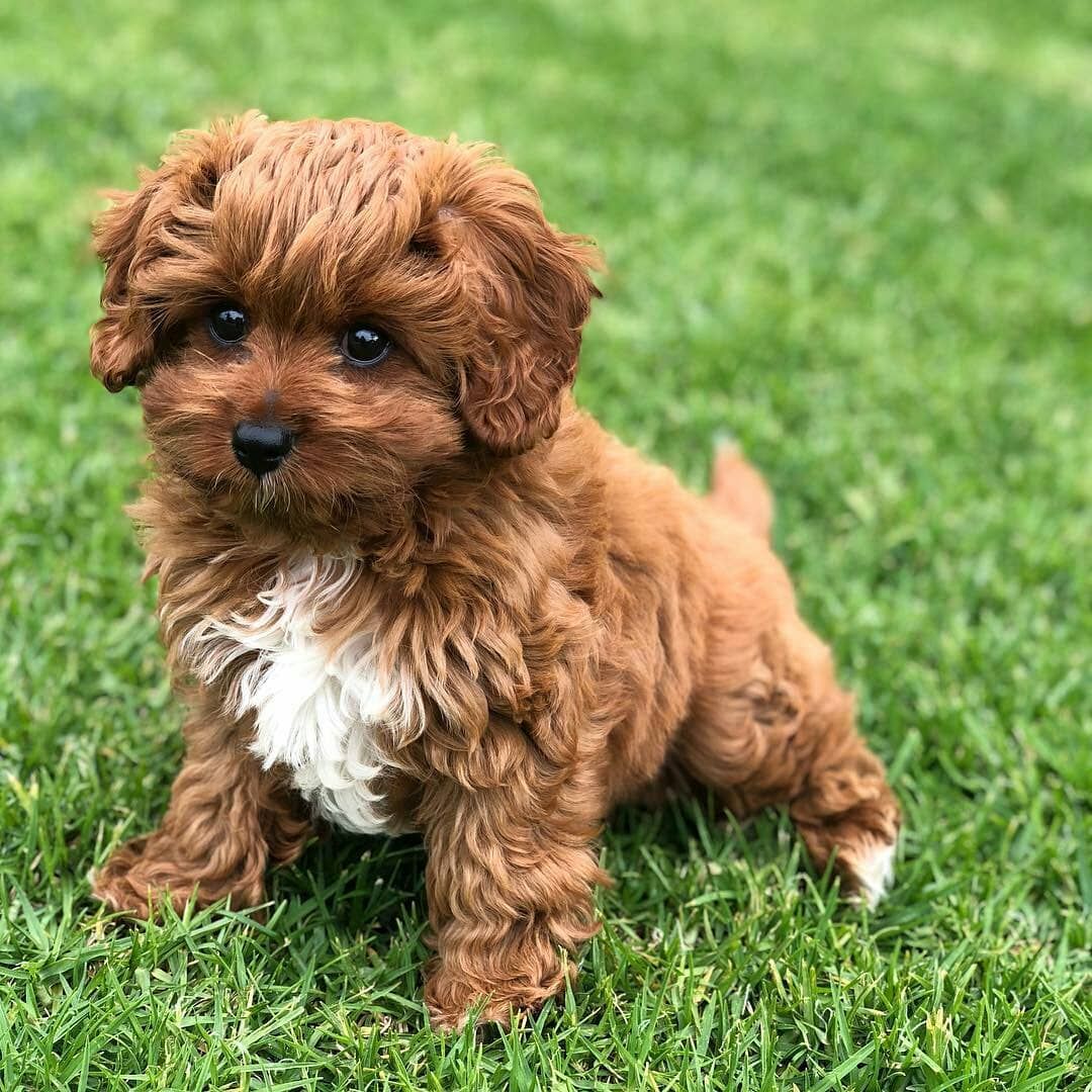 Cavapoo pups available for adoption
