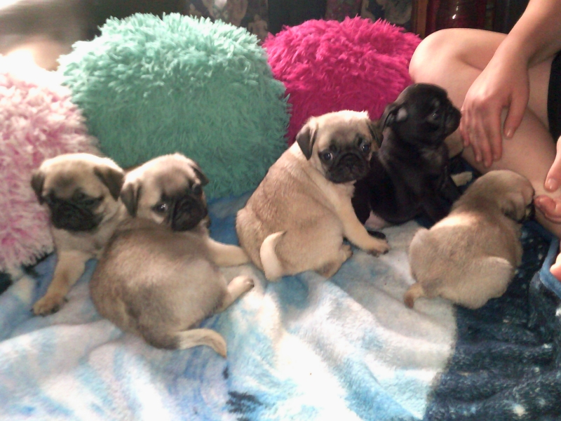 Pug puppies