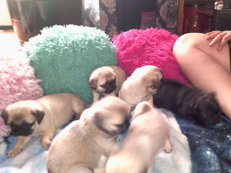 Pug puppies - photo 2