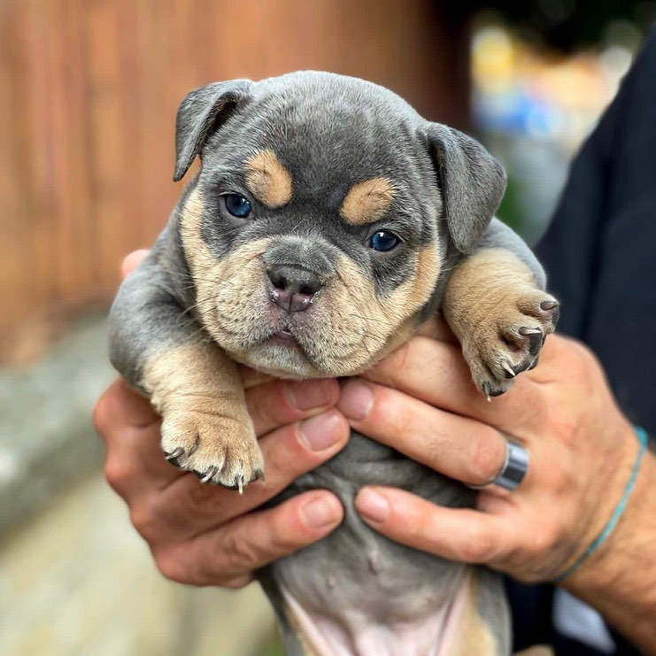 American Bully Puppies