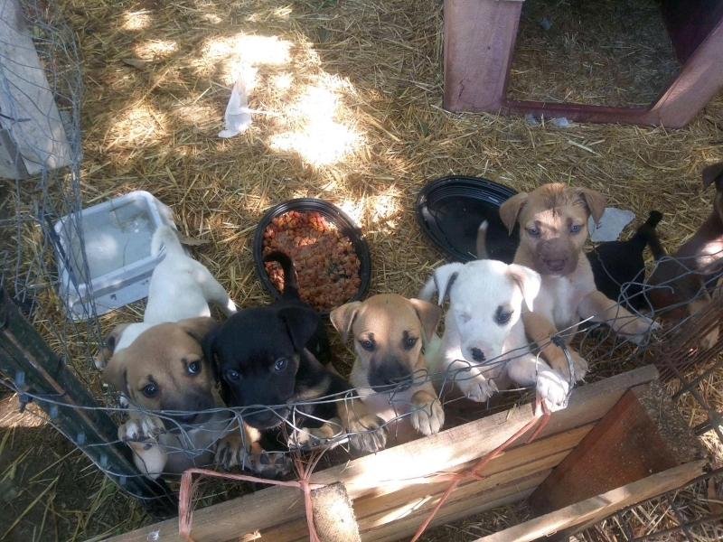 Jack Russell terrier puppies