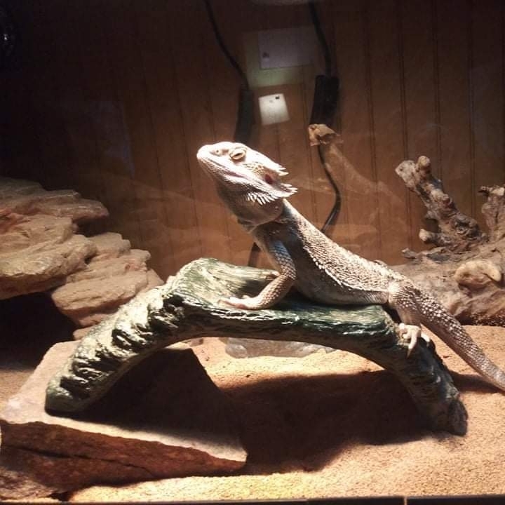 Bearded dragon love