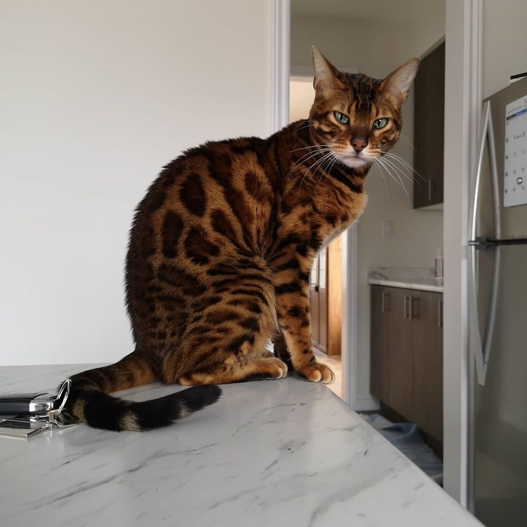 My 2 Bengal kittens are looking for a loving home