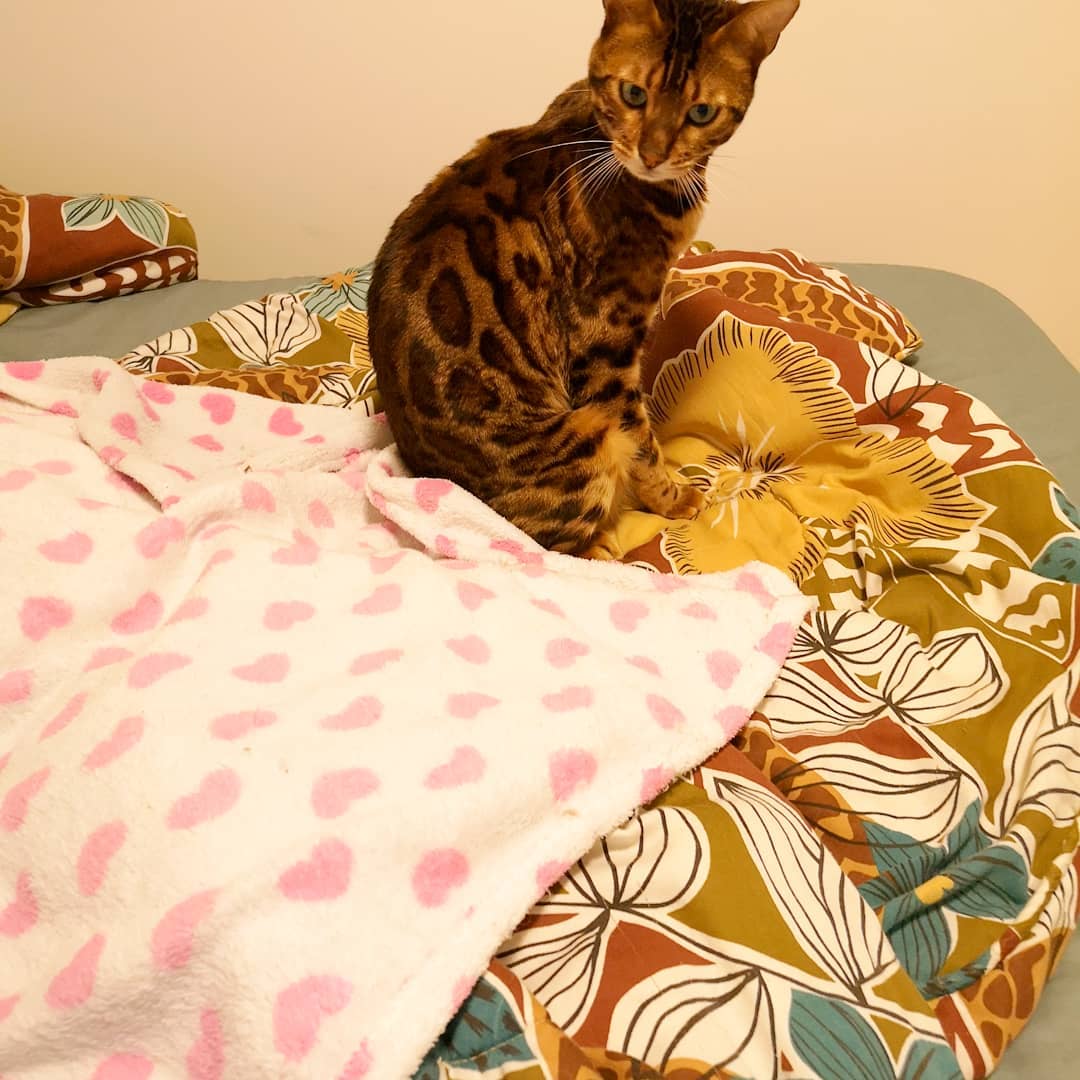 My 2 Bengal kittens are looking for a loving home - photo 3