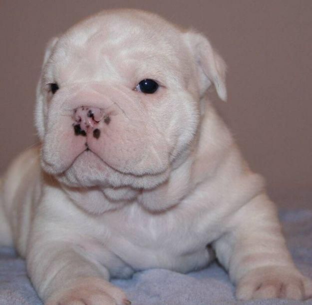 Adorable female English Bulldog for new home - photo 2