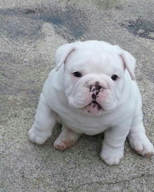 Adorable female English Bulldog for new home