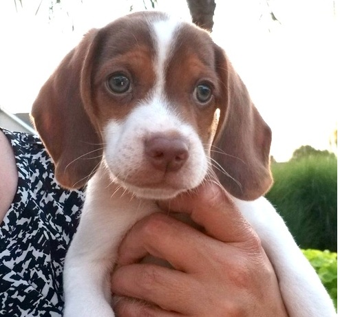 adorable beagle puppy