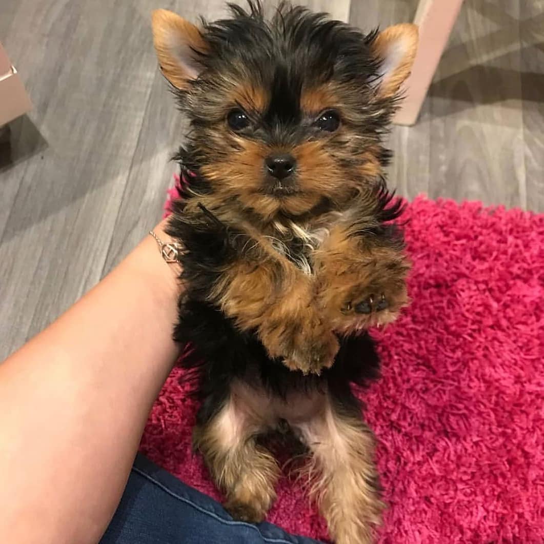 Cute yorkie for sale text or WhatsApp 14752216764