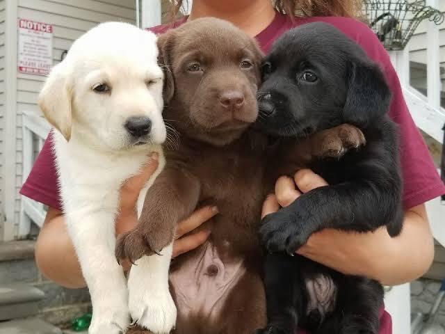 Adorable Labrador puppies 🐶