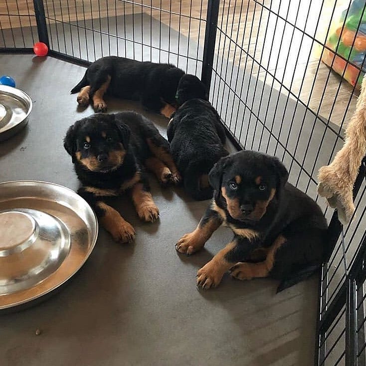 German Rottweiler puppies for sale