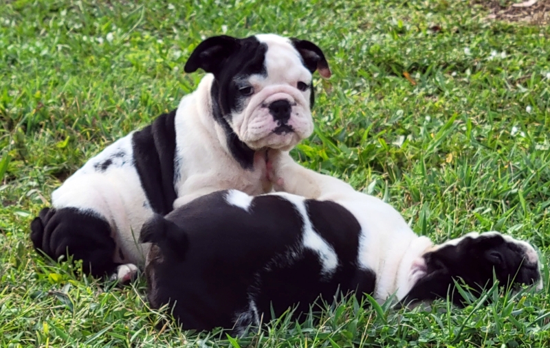 English Bulldog - photo 3