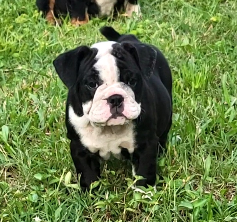 English Bulldog - photo 2