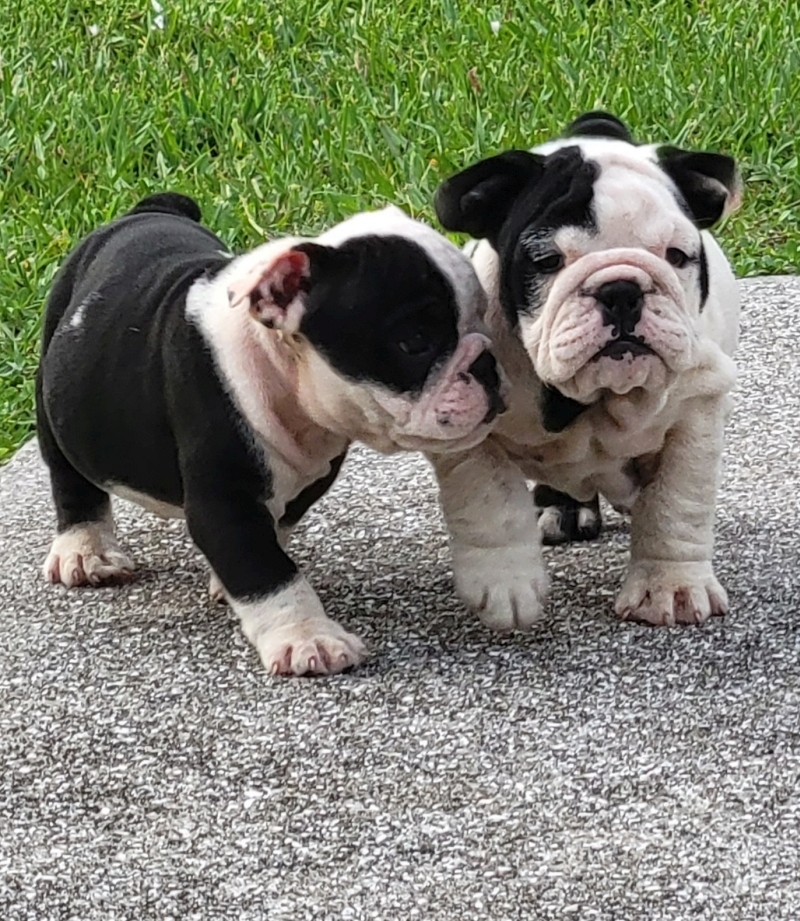 English Bulldog - photo 4