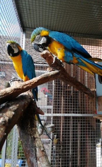 Fully tame blue and gold macaw parrots
