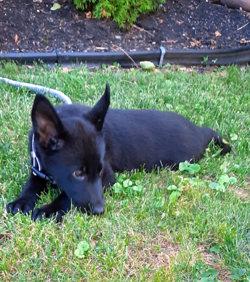 9 week old German shepherd black  $2,000.00