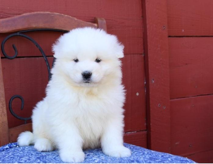 One male two female samoyed puppies