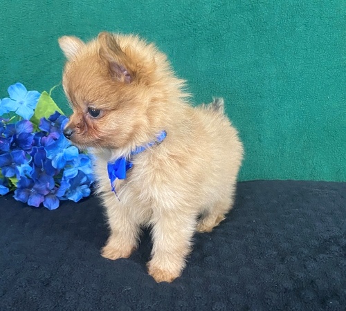 Teacup Pomeranian Puppies For Sale