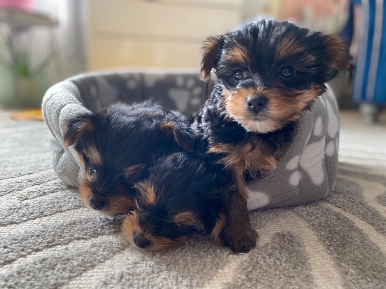 Yorkie puppies 