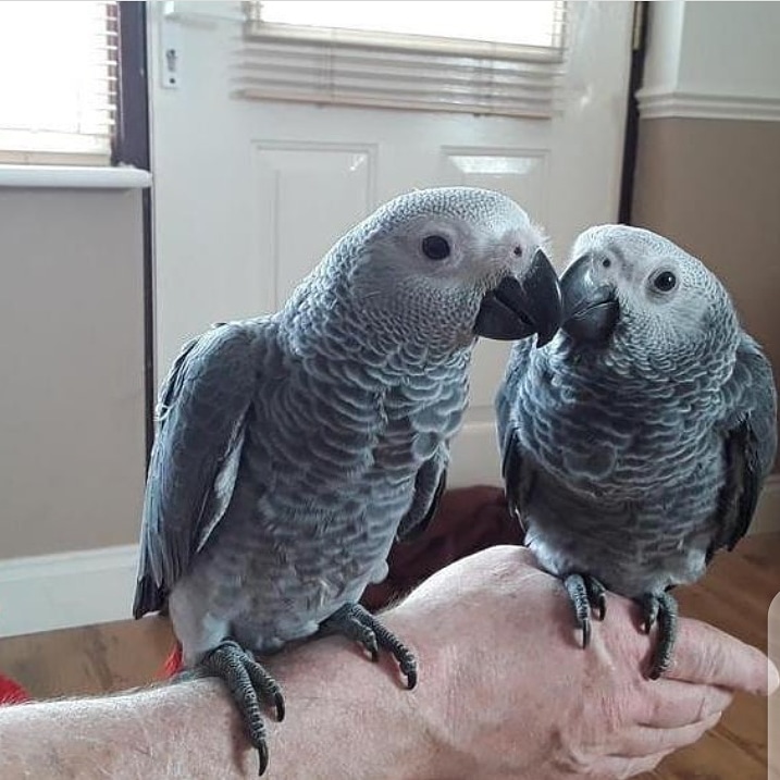 Two African Grey parrots for sell