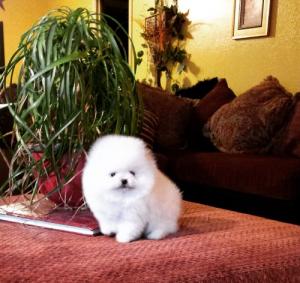 LOVELY AND ADORABLE POMERANIAN PUPPIES FOR FREE ...