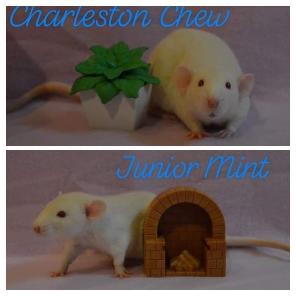 Pet Rats - photo 2