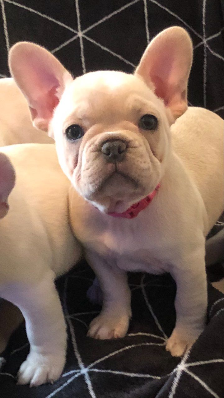 Stunning french bulldog babies, ready to go !