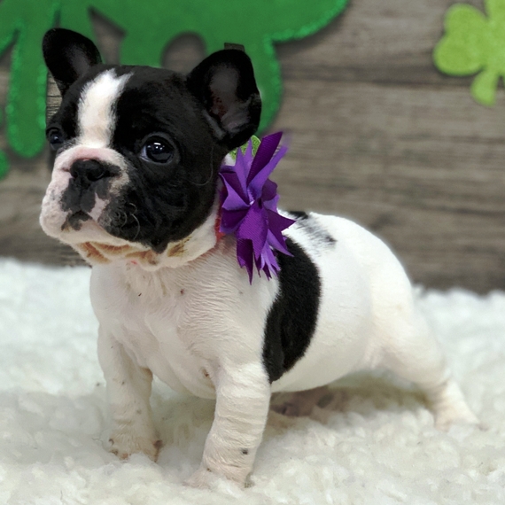 Gorgeous French Bulldog Puppies