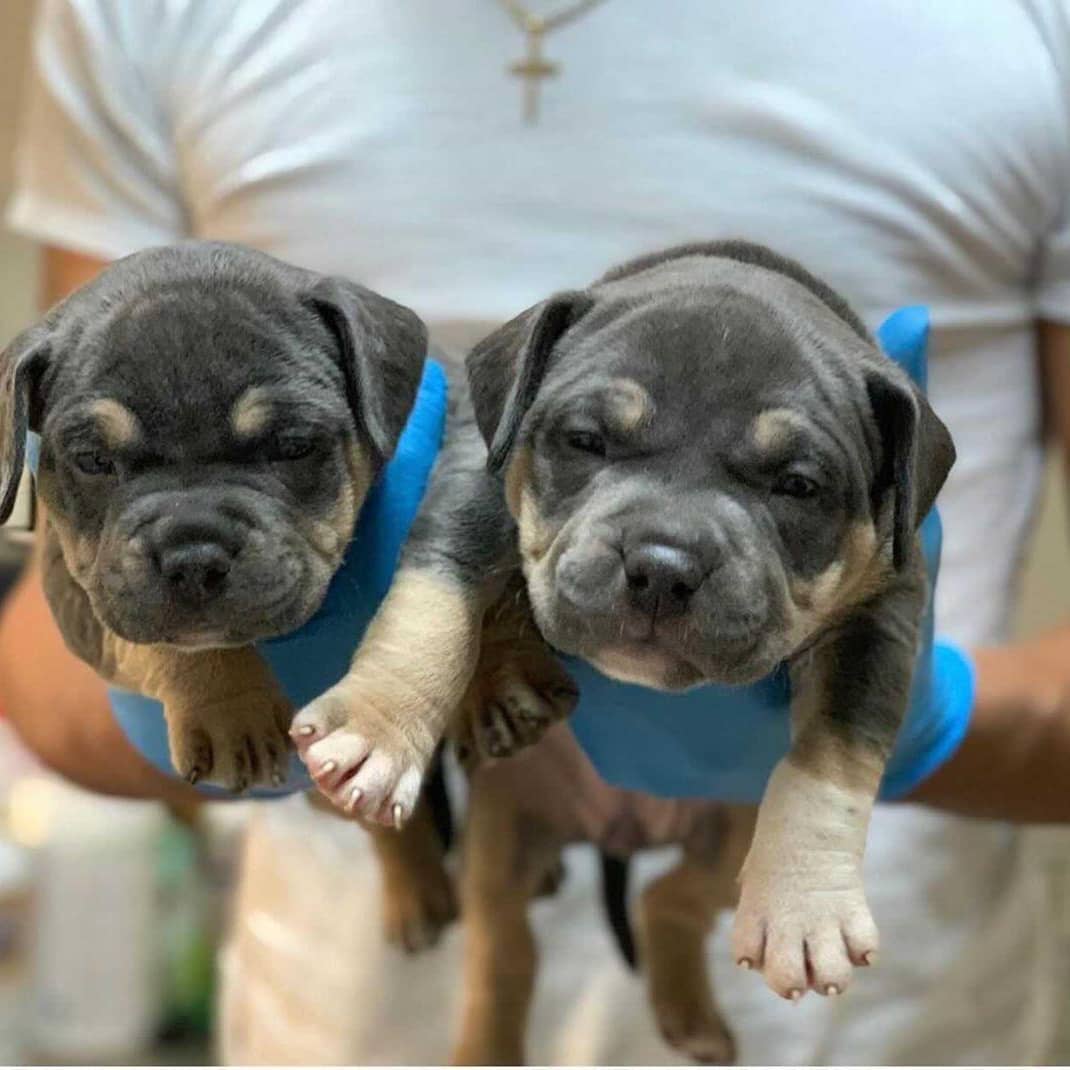 Pocket American Bully Puppies