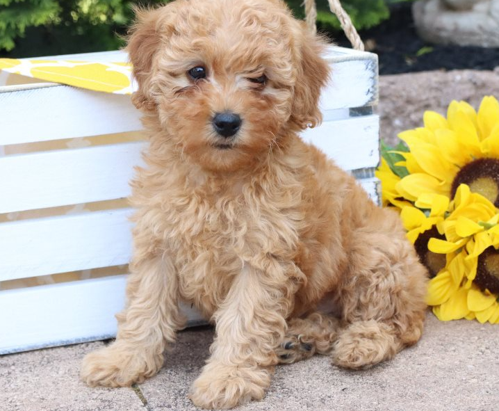 Cute and cudely Goldendoodle Pups For Adoption: Now Text Us At:240-257-6637