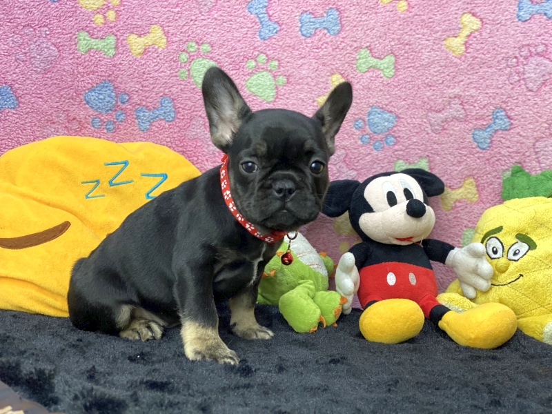 Healthy & Adorable Frenchies 