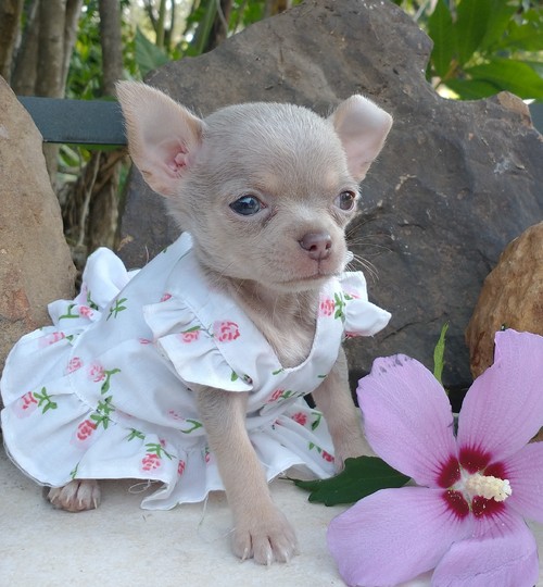 short soft hair chihuahua puppy - photo 2