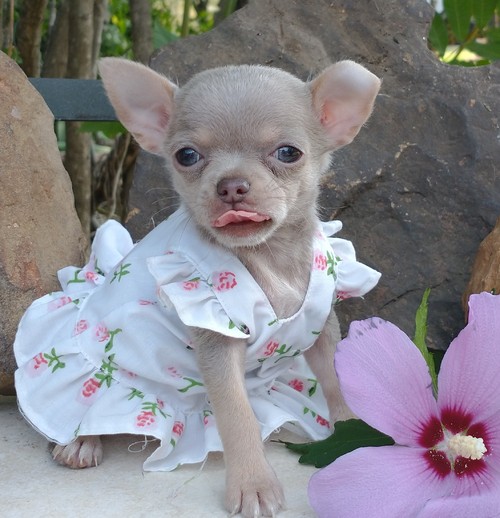 short soft hair chihuahua puppy