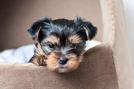 AKC Yorkie Puppy - photo 2