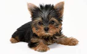 AKC Yorkie Puppy