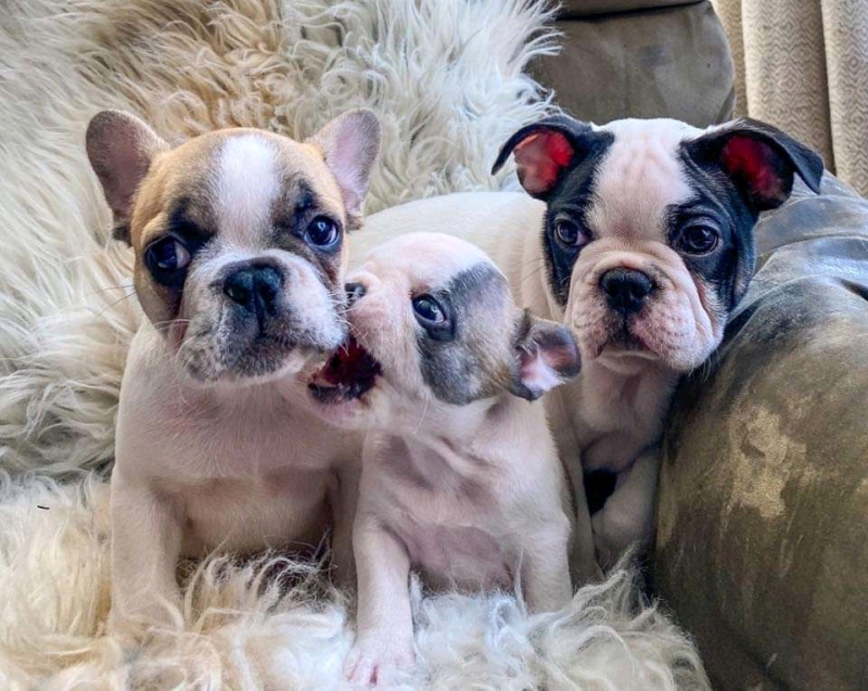 French bulldog puppies available