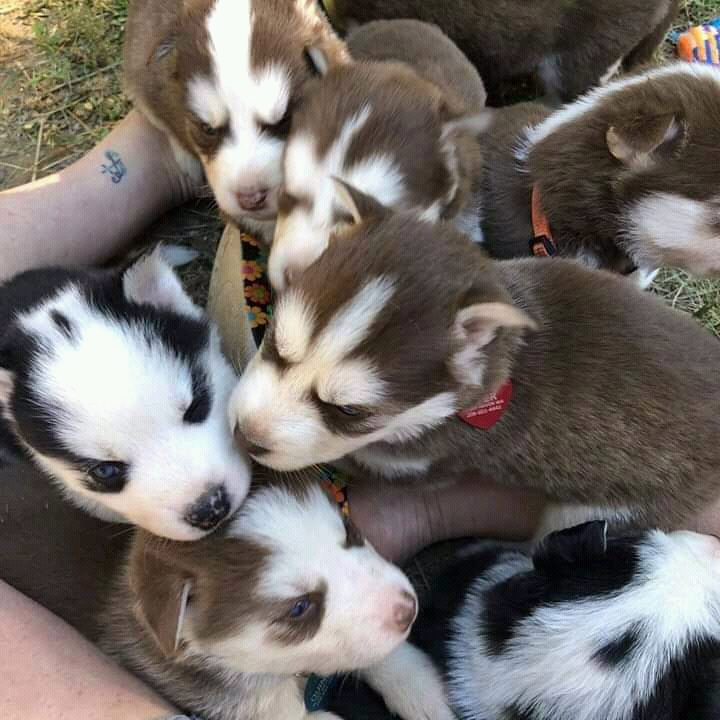 Cute Siberia Husky puppies ready for new homes.
