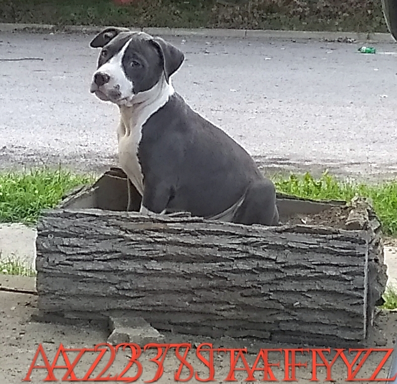 American Staffordshire Terrier