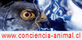 MASCOTAS ANIMALES