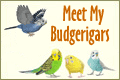 Meet My Budgerigars | Budgerigar - Budgie - Parakeet