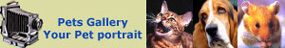 Visit the Pet portrait gallery