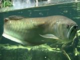 Fish & aquaria video: Arowana